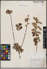 Foto von Salix aurita L.